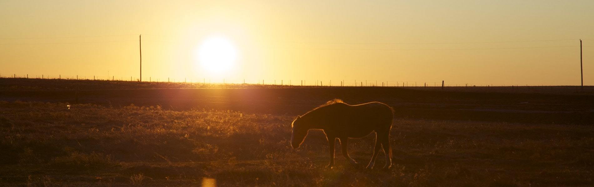 View of horse in field near Mustang real estate in Oklahoma